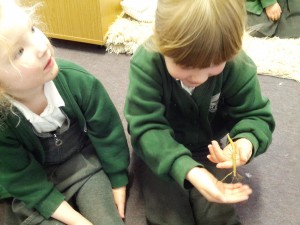 Steve the stick insect!