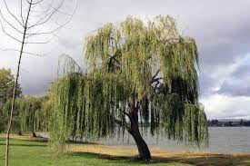 32 Thin Gold Weeping Willow Tree Cuttings to Grow | eBay